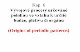 Prezentace aplikace PowerPoint - Univerzita Karlovakfrserver.natur.cuni.cz/lide/viktor/vyvojrost/prezentace/4_Leyser6_patterning.pdf · TTG1 •The protein is mapped to the transparent