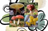 JAMUR/FUNGI - adhkediri.ac.idadhkediri.ac.id/media/file/77453541336JAMUR.pdfMorfologi jamur 4. Patogenesis penyakit jamur. Pengertian jamur •Nama regnum dari sekelompok besar makhluk