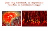 Elemi idegi működések, az idegrendszer - physiology.elte.huphysiology.elte.hu/eloadas/pszicho_elettan_ppke/pszicho_bio_alap/4... · Az idegi kapcsolatok szerveződése inger érző