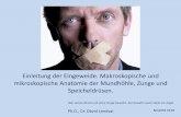 mikroskopische Anatomie der Mundhöhle, Zunge und ...semmelweis.hu/anatomia/files/2018/01/Einleitung-der-Eingeweide... · Einleitung der Eingeweide. Makroskopische und mikroskopische