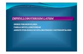 DIPHYLLOBOTHRIUM LATUMDIPHYLLOBOTHRIUM LATUM · DIPHYLLOBOTHRIUM LATUMDIPHYLLOBOTHRIUM LATUM ORDEN PSEUDOPHYLIDEA FAMILIA DIPHYLLOBOTHRIDAE AGENTE ETIOLÓGICO DE DIFILOBOTRIOSIS O