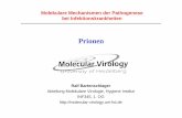 Prionen - UniversitätsKlinikum Heidelberg: Startseite · Pro Nur-Protein Hypothese: •Ergebnisse mit transgenen Mäusen •In vitro Umfaltung möglich, allerdings mit geringer Effizienz