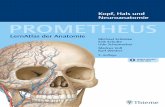 LernAtlas Kopf, Hals und Neuroanatomie PROMETHEUS · Neuroanatomie PROMETHEUS verbindet einzigartige Bilder mit anschaulichen Erläuterungen. Als LernAtlas ordnet er das anatomische