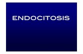 ENDOCITOSIS - iib.unsam.edu.ar · FAGOCITOSIS La fagocitosis es un tipo de endocitosis en donde se ingieren part culas grandes o microorganismos enteros. Es un proceso mediado por