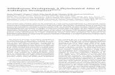 AtMetExpress Development: A Phytochemical Atlas of · AtMetExpress Development: A Phytochemical Atlas of Arabidopsis Development[W][OA] Fumio Matsuda1, Masami Y. Hirai, Eriko Sasaki,