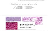 09 ReticululEndoplasmic 18-v2€¦ · • Canale de calciu operate chimic • Pompele de calciu Dr. Mircea Leabu - Reticulul endoplasmatic (cadrele prezent rii) 8. Funcţiile reticulului