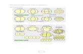 Développement embryonnaire : Types de segmentation©veloppement... · A : Premiers stades de segmentation de l'embryon d'Oiseau en vue polaire (Blas- todisque, stades 2, 4, 8, 16