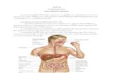 บทที 10 ระบบย่อยอาหาร (The Digestive System) · บทที 10 ระบบย่อยอาหาร (The Digestive System) ระบบย่อยอาหารมีหน้าที