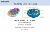 细胞生物学 细胞核 The nucleus - m-learning.zju.edu.cnm-learning.zju.edu.cn/G2S/eWebEditor/uploadfile/20190515220749149.pdf · 第二节 核膜 核膜（nuclear membrane ），又称为核被膜