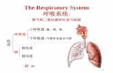 The Respiratory System - jpkc.fudan.edu.cnjpkc.fudan.edu.cn/_upload/article/files/15/d0/8d4274654454986c4b8… · 第一节鼻 . 呼吸道的起始部，也是 ... 喉位于颈前中部，上借甲状舌