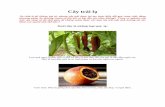 Cây trái lạ - Trieu Thanh Magazine · Cà chua tím được coi là một “siêu thực phẩm” mới nhất. Tuy màu sắc nhìn không hấp dẫn bằng cà chua đỏ