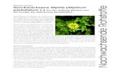 Pflanzen-Porträt 4: Durchwachsene Silphie (Silphium ... · Pflanzen-Porträt 4: Durchwachsene Silphie (Silphium perfoliatum L.) aus der Gattung Silphium aus der Familie der Asteraceae