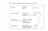 Ethylen - Plant Developmental Biology: Homeplantdev.bio.wzw.tum.de/fileadmin/media/pptLecturesSNZ/EGI_Pflanzen... · und EREBP (ethylene-response-element-binding protein) ein Transkriptionsfaktor,