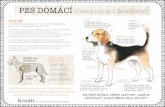 pes domácí (canis lupus f. familiaris) · je různá. Prasátko může vážit od 30 kg až do 400 kg, s délkou těla od 50 cm až do 250 cm, vysoké v kohoutku je od 35 cm do