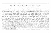 Pinotus torulosus Eschsch. - rchn.biologiachile.clrchn.biologiachile.cl/pdfs/1929/1/Joseph_1929a.pdf · -: or los animales vacunos~ como praderas y bosques, con _;- ólo escarbar