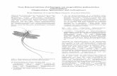 Neue Rekonstruktions-Zeichnungen von ... - entomologie-mv.de 0809 Neue... · Neue Rekonstruktions-Zeichnungen von ausgewählten paläozoischen Gliederfüßern (Fluginsekten, Spinnentiere