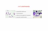 rod Leishmania - tropy.lf1.cuni.cz 1314.pdf · Leishmania major Leishmania donovani L. tropica L. infantum L. mexicana L. braziliensis …. kožních leishmanióz viscerálních leishmanióz.