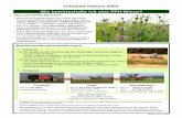 Infoblatt Natura 2000 Wie bewirtschafte ich eine FFH -Wiese? · Stand: Januar 2015 Wie bewirtschafte ich eine FFH -Wiese? Was sind FFH-Wiesen? • Bestimmte Grünlandtypen sind nach