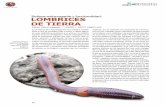 Belleza extravagante y funcionalidad: LOMBRICES DE TIERRAbioteca.biodiversidad.gob.mx/janium/Documentos/14213.pdf · Las lombrices de tierra son consideradas importan-tes y funcionales