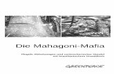 Die Mahagoni-Mafia final - Greenpeace · Die Mahagoni-Mafia Mahagoni – grünes Gold Mahagoni ist das wertvollste Holz im Amazonas und wird deshalb oft als „grünes Gold“ bezeichnet.