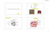 I. Anatomie générale du cœur - sites.unice.frsites.unice.fr/JMM/Cours/Cardio.pdf · 1 I. Anatomie générale du cœur A. Grechez 1 - Taille 12 cm de long sur 9 cm de large - Poids