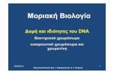 Δοµή και ιδιότητες DNA - eclass.uoa.gr · Ξεδιπλωµένο ανθρώπινο DNA έχει µήκος ~2 m και χωράει στον πυρήνα που έχει