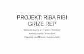 PROJEKT: RIBA RIBI GRIZE REPdjecji-vrtic-pahuljica.hr/wp-content/uploads/2015/10/Riba-ribi-grize-rep.pdf · ribolova sa štapom (magnet štap i magnet ribice – suradnja s roditeljem)