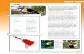 Tukan - regenwald-schuetzen.org · Artenvielfalt Tierflyer 02 © OroVerde – Die Tropenwaldstiftung  Unterrichtsmaterial Regenwald Projekt „Weil wir es wert sind“