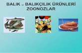 BALIK ve BALIKÇILIK ÜRÜNLERİ ZOONOZLARdocs.neu.edu.tr/staff/serdar.susever/7 balık ve balıkcılık urunlerin_95.pdf · İnal ve ark. (1992) Türkiye’de yaptıkları bir çalışmada