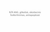 AML: glikoliz oksidacinis fosforilinimas, antiapoptozė · AraC atspariose leukeminėse ląstelėse oksidacinis fosforilinimas ypač suaktyvėjęs. –Aukšto OXFOS genų raišką