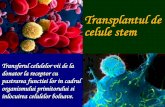 Transplantul de celule stem · Tipuri de celule • Celule stem periferice: - colecta prin afereza dupa “mobilizare” cu factori de crestere - avantaje: = numar mare de celule