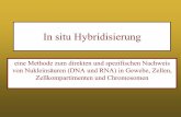 In situ Hybridisierung - molgen.biologie.uni-mainz.de · In situ Hybridisierung eine Methode zum direkten und spezifischen Nachweis von Nukleinsäuren (DNA und RNA) in Gewebe, Zellen,