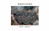 動物界の多様性 - kochi-u.ac.jp · Fig. 2 Microhabitat and life colour of Eoperipatus totoro sp. nov. Photographs. (A) Typical habitat of E. totoro sp. nov. in the Cát Tiên