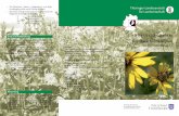 Durchwachsene Silphie · Botanik • Die Durchwachsene Silphie, auch Kompass- oder Becherpflanze genannt, ist ein ausdauernder Korb-blütler, der im Anpflanzjahr nur eine bodenständige