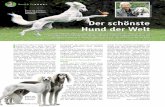 Der schönste Hund der Welt Reiter und Pferde... · Saluki-Hündin Dakira aus der Harsewinkler Zuchtstätte Sawahin war nicht nur zweimal Weltsiegerin ihrer Rasse, sondern gewann