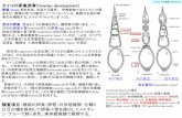 カイコの卵巣発育(Ovarian development)web.tuat.ac.jp/~kaiko/lecture/2013.06.28.gam.pdfカイコの卵巣発育(Ovarian development) 卵巣 Ovary 卵を形成、生産する器官。