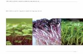 Giới thiệu và hướng dẫn cách trồng rau mầm · 2019-11-24 · Giới thiệu và hướng dẫn cách trồng rau mầm Dùng dao bén cắt sát gốc cây rau mầm
