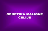 GENETIKA MALIGNE - University of Belgradebiologija.vet.bg.ac.rs/Katedra/Vet_genetika/Genetika_maligne_celije.pdf · Karakteristike maligne . ć. elije. Najupadljivije razlike između
