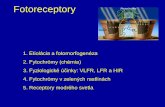 Fotoreceptory - Juraj Piovarjurajpiovar.science.upjs.sk/tahaj/Fr.pdfFytochrómami indukované odpovede: • Odpovede na veľmi nízky svetelný tok • VLFR: very low-fluence responses