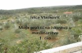 Ivica Vlatković Moja praktična iskustva uzagreboliveinstitute.hr/upload_data/site_files/dr...SICCITA Maslina je kultura aridne (suhe) klime i uspjeva na raznim tlima,ali više voli