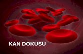 KAN DOKUSU - Universitydocs.neu.edu.tr/staff/nurhayat.gulmez/KAN DOKUSU_12.pdf · Kan hücresi yapımı (Hemopoez, Hematopoez) •Kan hücreleri genelde kısa ömürlüdürler. Miktarın