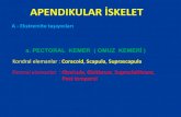 APENDIKULAR İSKELET · 2019-05-29 · Grup Kondral Dermal Agnatha Chondrichthyes Scapula-coracoid ,suprascapula (U şeklinde) Osteichthyes Scapula-coracoid Clavicula , Cleithrum,