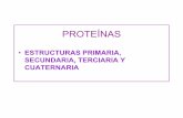 PROTEÍNASdepa.fquim.unam.mx/amyd/archivero/EstructuraPrimariaSec... · 2016-08-11 · VUELTAS O GIROS Y ASAS.-Estructuras secundarias en forma de U.-Estabilizadas por puentes de