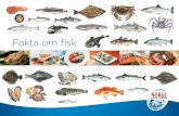 Fakta om fisk - Norges SjømatrådFakta om fisk Fisken/fisket Laksen er en anadrom fiskeart, det vil si at den gyter i ferskvann og lever det meste av livet i havet. Etter 2–5 år