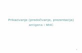 Prikazivanje (predočivanje, prezentacija) antigena i …...Prikazivanje (predočivanje, prezentacija) antigena i MHC 2 Glavni sustav tkivne podudarnosti (Major histocompatibility