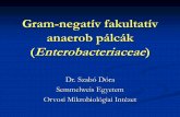 Gram-negatív fakultatív anaerob pálcáksemmelweis.hu/mikrobiologia/files/2014/10/FOK_05a.pdf · V. cholerae toxicitása 1. CT felelős a hatásért. A kórokozó soha sem jut be
