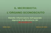 IL MICROBIOTA. L’ORGANO SCONOSCIUTO MICROBIOTA ainuc...Il microbiota: partecipa alla funzione di barriera contro l’adesione alla mucosa dei batteri patogeni, momento cruciale per
