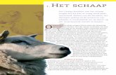 hobbydieren schaap 10 - maken.wikiwijs.nl schaap bestand week 1.pdf · Anatomie Het is lastig om een beschrijving van de bouw van een schaap te maken zonder een voorbeeld. Er is gekozen