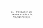 L1 – Introduction à la Neuroanatomie et la Neurophysiologie · 2015-04-20 · Neuroanatomie et la Neurophysiologie. Enfant autiste Une absence d'échange avec le bébé. L’enfant