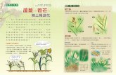 蘆葦、菅、芒比一比 蘆葦vs.菅芒 - top945.com.t · 這些高大的「雜草」都 屬於禾本科植物，外型非常相似，有時連 生物學家都會認錯呢！